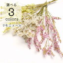 【小分け】ドライフラワー 花材 リモニューム シネンシス スターチス レジンリモニウム レジン封入 リース 材料 プリザーブドフラワー フラワーアレンジメント ...