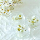 【ドライフラワー】小分け ミニデイジー ホワイト デイジー 封入素材 花材 ハンドメイド レジンアクセサリー 花 白封入 レジンクラフト 球体レジン キーホルダ...