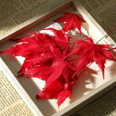 【小分け】ドライフラワー 花材 もみじ 紅葉 レッド 封入素材 少量 プリザーブドフラワー 紅葉 ハンドメイド 花材 封入 天然素材 スワッグ リース パーツ ...