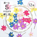 【12枚入り】押し花 素材 ドライフラワー 花 茎付き 5色 花材 資材 レジン 封入 お花 クラフト 手作り ハンドメイド 材料 専門店 フラワー カラフル ...
