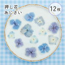 【12入り 押し花】 アジサイ 素材 ドライフラワー ミックスカラー ブルー パープル あじさい おしばな レジン 封入 お花 アクセサリー キーホルダー ハン...