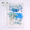 青系セット 押し花 素材 ドライフラワー アソート ブルー デコパーツ アクセサリー 封入 スマホケース ハンドメイド レジン 爽やか 涼しげ お花 花材 アソ...
