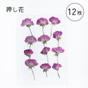押し花 パープル 素材 ドライフラワー 12枚入り 封入 レジン 素材 本物のお花 キーホルダー アクセサリー ハンドメイド クラフト 制作 手芸 紫 スマホデ...