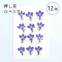 【押し花 レジン封入】押し花 ロベリア ネイビー 12枚入り 素材 ドライフラワー スマホケース ハンドメイド レジン アロマワックスサシェ 封入