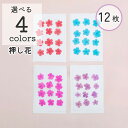 【花材 押し花】押し花シート 素材 ドライフラワー 12枚入り 4色 ハンドメイド レジンクラフト 封入素材 花 レジン封入 ハンドメイドアクセサリー キーホル...