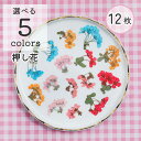 【押し花】 素材 ドライフラワー 葉付き 12枚入り 5色 レジン封入 小分 花 レジン レジン用花材 ドライ 花材 材料 素材 小さいお花 少量 ネイル素材 ...