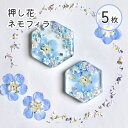 【花材】押し花 国産 ネモフィラ ドライフラワー 5枚 ブルー お花 ケース入り レジン 封入素材 レジンアクセサリー フラワー 春 レジン封入 ヘアクリップ ...