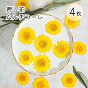 押し花 ムルチコーレ 4枚入り 国産ドライフラワー イエロー 花 花材 ケース入り レジン 夏 鮮やか ビビット レジン封入 素材 華やか 映える 花 ヘアクリ...