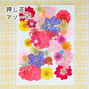 押し花 素材 ドライフラワー アソート レッド ピンク イエロー パープル レジン 封入 お花 花材 グラデーション 華やか 派手 個性的 アソート 3cm ス...