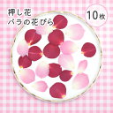 【花材】 国産 押し花 バラの花びら ピンク 薔薇 花びら フラワー 花 素材 レジン ハーバリウム 封入素材 レジンクラフト ハンドメイド ハンドメイドアクセ...