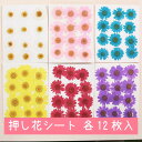 【押し花 レジン封入】ノースポール 12枚 台紙シート カラバリ 全6色 小分け ドライフラワー レジン レジン用花材 ドライ 花材 材料 素材 ハーバリウム ...