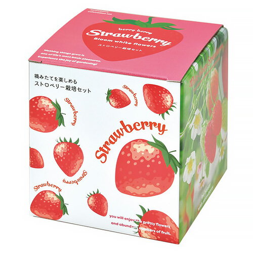 聖新陶芸 摘みたていちご栽培セット GD1000