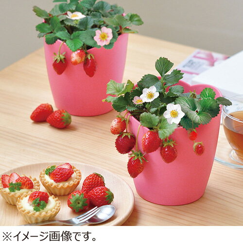 聖新陶芸　摘みたていちご栽培セット　GD1000
