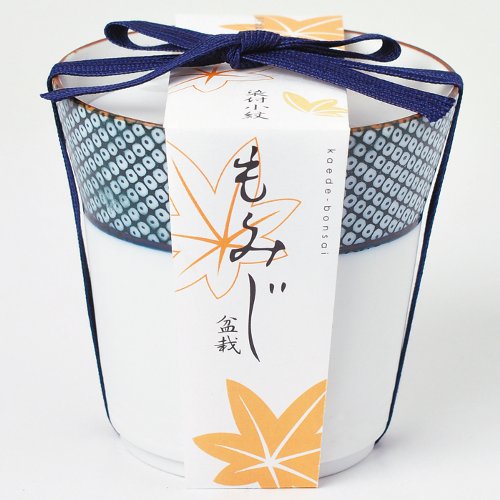 聖新陶芸 染付小紋盆栽栽培セット GD452−03 もみじ