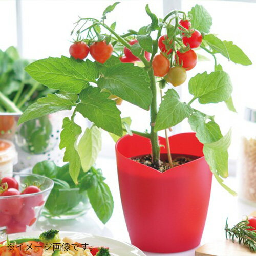 聖新陶芸　ハートマト栽培セット　GD1032