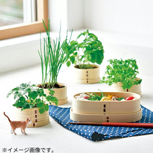 聖新陶芸　猫富士わっぱ　ネギ　GD1050-4