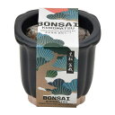 聖新陶芸 TheBONSAI 黒松 GD‐99201