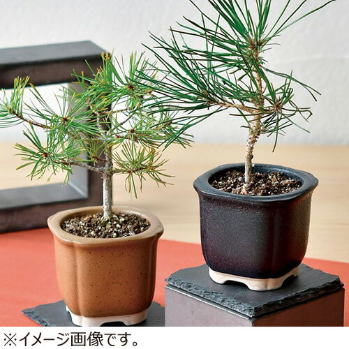 聖新陶芸　TheBONSAI　黒松　GD‐99201