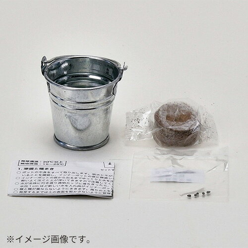 聖新陶芸　サボバケツ栽培キット　GD1034−1　丸サボテン