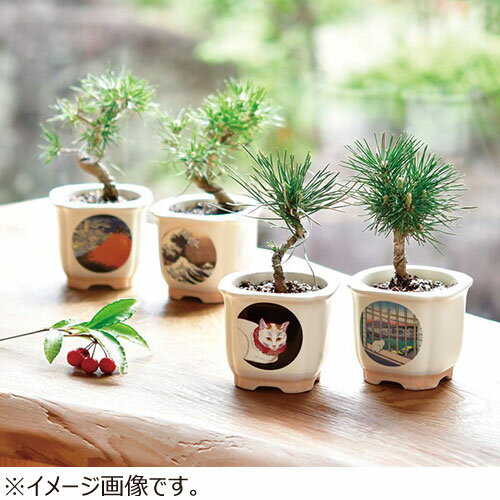 聖新陶芸　JAPANESE　BONSAI　浅草田甫　酉の町詣　GD640‐6