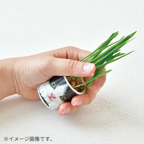聖新陶芸　おちょこで猫草　GD1029−2　黒
