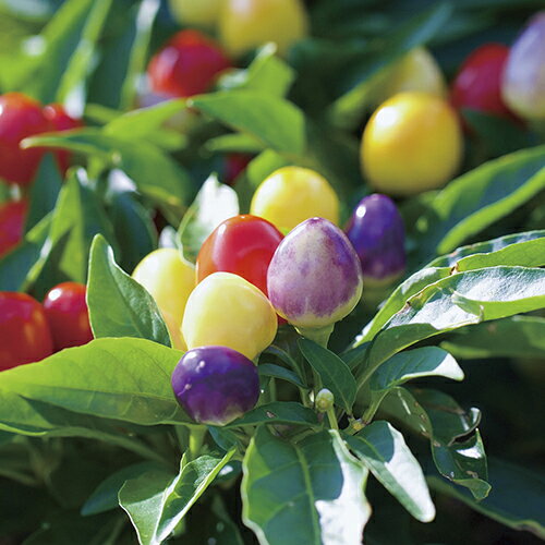 ����ƫ�ݡ�����Ǥ������礳��ã���֡�GD915��1���޿��Ȥ����餷