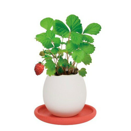 聖新陶芸　エッグリング＆ソーサー　EG61-3　ワイルドストロベリー
