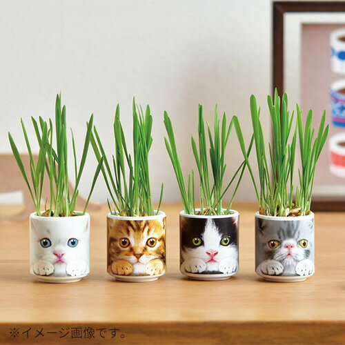 聖新陶芸　おちょこで猫草　GD1029−3　茶
