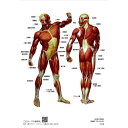詳細説明【特長】・世界的な医学教材メーカー、ドイツ3B社のオリジナル解剖画像のA4クリアファイルです。・部位名称が付いています。・折に触れて人体の構造を確認できます。商品仕様（スペック）デザイン：全身の筋肉本体サイズ（約）：縦30.5×横22cm重量（約）：28g素材：ポリプロピレンテーマ参照先のQRコード付き