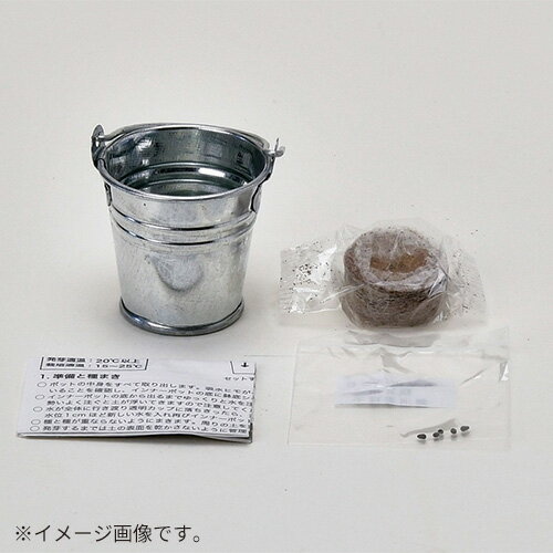 聖新陶芸　サボバケツ栽培キット　GD1034−3　うちわサボテン