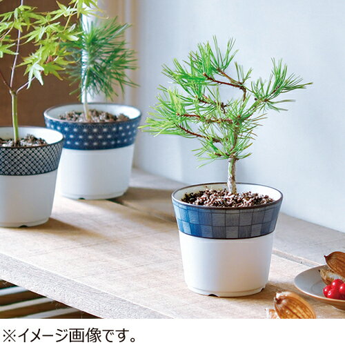 聖新陶芸　染付小紋盆栽栽培セット　GD452‐04　赤松