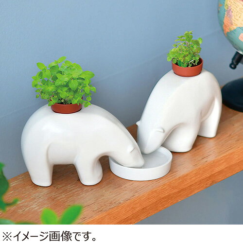 聖新陶芸　ポーラーベアプラント　ミント　GD1008