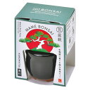 聖新陶芸 HACOMAME盆栽栽培セット GD965‐1 黒松