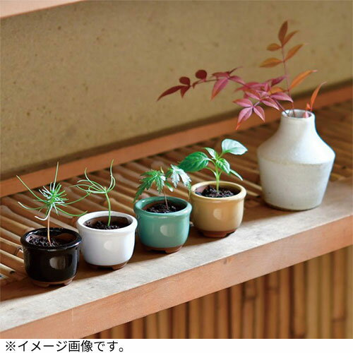 聖新陶芸　HACOMAME盆栽栽培セット　GD965‐1　黒松