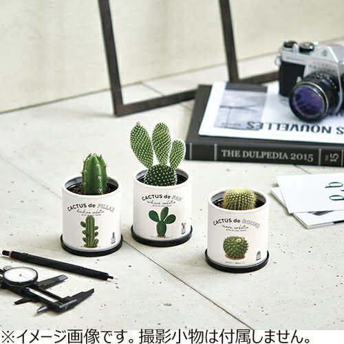 聖新陶芸　カクタスdeカクタス　柱サボテン