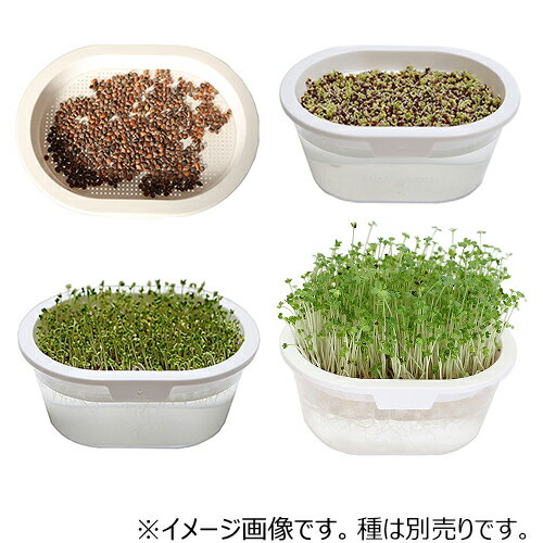 グリーンフィールドプロジェクト　スプラウト栽培容器　おうちでベジ　ブラック