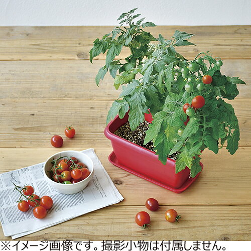 聖新陶芸　エンジョイプランター　べジ　ミニトマト　GD931−02