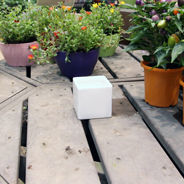 陶器鉢 植木鉢 ホワイトポット角型 Sサイズ 直径9cm×高さ9cm キューブ