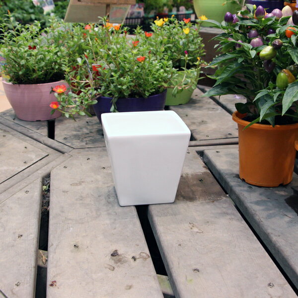 陶器鉢 植木鉢 ホワイトポットスクエア型 Mサイズ 直径13cm×高さ13cm 角