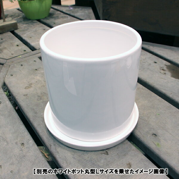 ƫ��ȭ ����ȭ�� �� �ۥ磻�ȥݥåȼ����� �ݷ� ľ��20cm