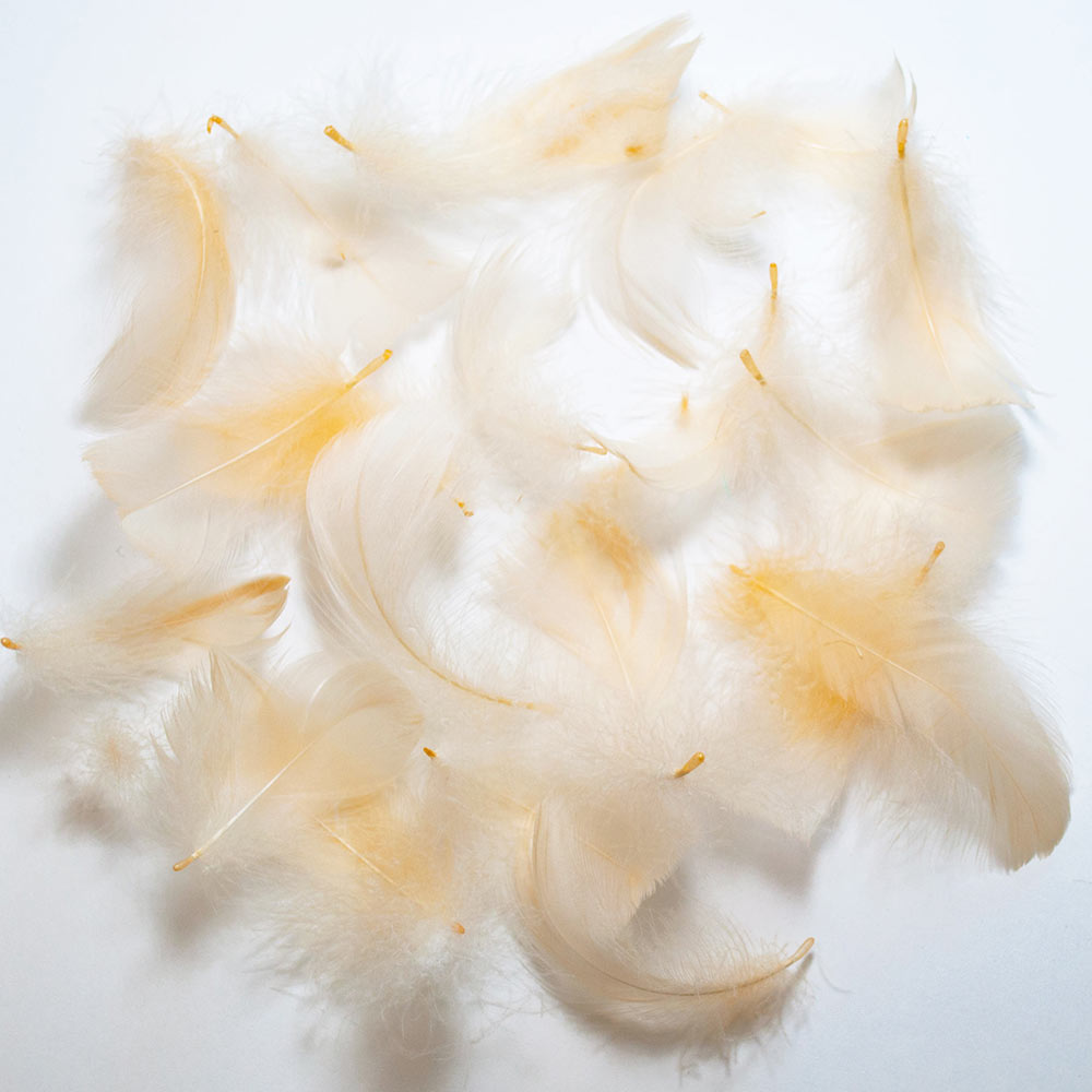 コキール（アイボリー） この羽根はディスプレイ、アクセサリー、ヘットドレス等に使用されてます。