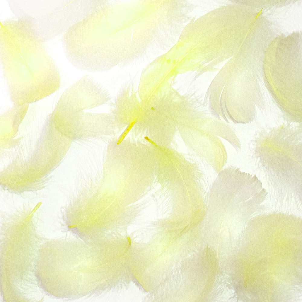 羽 コキール クリーム 羽 飾り 羽根 髪飾り 羽　ビーズ　 天使の羽根　羽　ディスプレイ 羽 エンジェルシャワー 羽根　アクセサリー　羽根 ヘットドレス　羽根　コサージュ