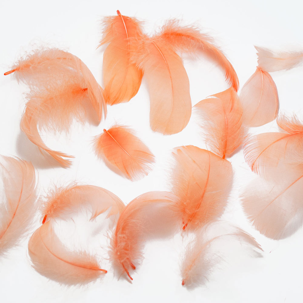 コキール（オレンジ） この羽根はディスプレイ、アクセサリー、ヘットドレス等に使用されてます。