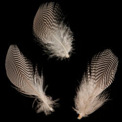 �������� 5�� 4-6cm�������Ѥα����ۡڥե����� ���������꡼ �ѡ��� �� ��� ���������� ���夲���ۡڥ᡼���ء�