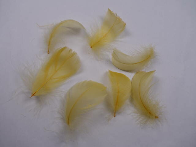 コキール（ヤマブキ色） この羽根はディスプレイ、アクセサリー、ヘットドレス等に使用されてます。