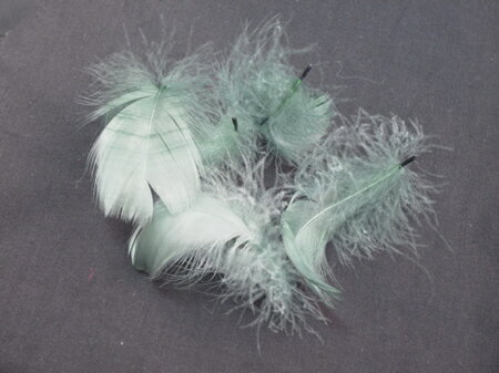 コキール（グラスグリーン） この羽根はディスプレイ、アクセサリー、ヘットドレス等に使用されてます。