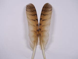 個性ある各種の羽根を取り揃えています。各自のデザインに合った羽根を揃えています。すべてのDIY フェザークラフト作品制作にどうぞ。 長さ約15-20cm 2枚 ※掲載商品はすべて消費税込みの価格です。