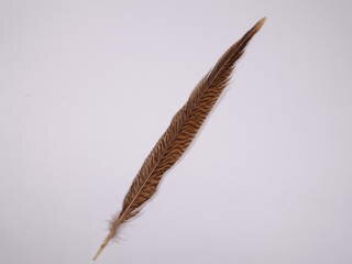 キンケイ尾20-30cm 装飾用の羽根 