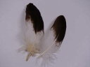 イヌワシウラ 小羽 装飾用の羽根 【アクセサリー パーツ 羽 手芸 アクセサリ フェザー しゅげい】【メール便】