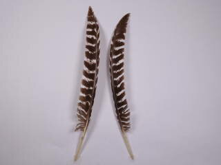 七面風切り小 装飾用の羽根 【アクセサリー パーツ 羽 手芸 アクセサリ フェザー しゅげい】【メール便】